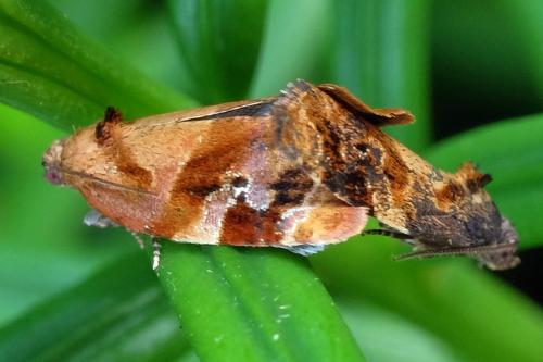 Réf. 305 734 : Ditula angustiorana